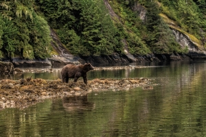 Great Bear Rainforest with bear